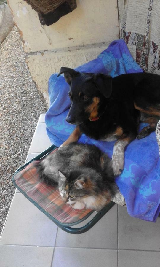 B&B Il Gatto NeroCastelveccana エクステリア 写真