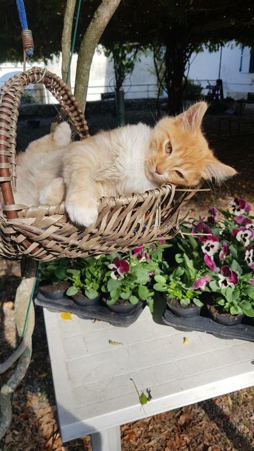 B&B Il Gatto NeroCastelveccana エクステリア 写真